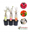 CHAENOMELES MIX M17