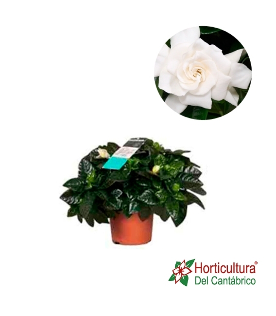 Gardenia blanca
