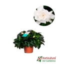 GARDENIA M13