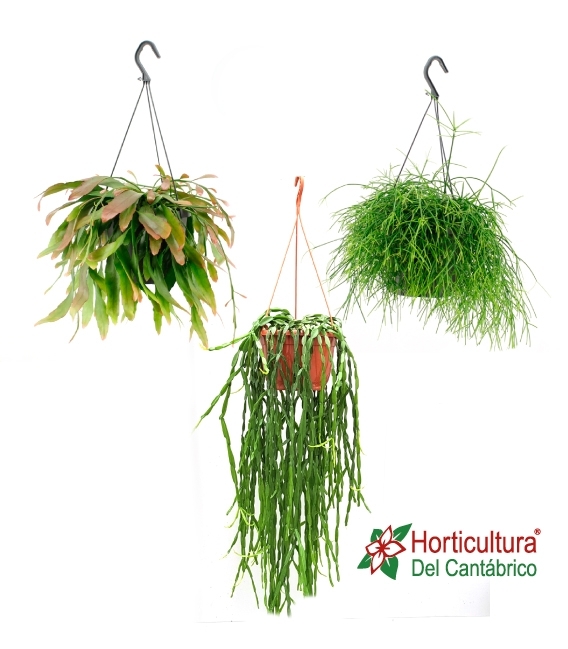 RHIPSALIS M20
