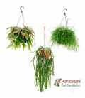 RHIPSALIS MIX M20