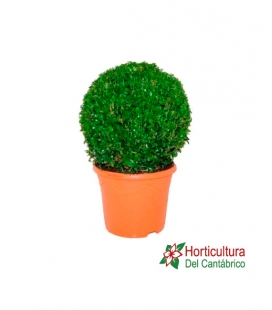 BUXUS BOLA M26
