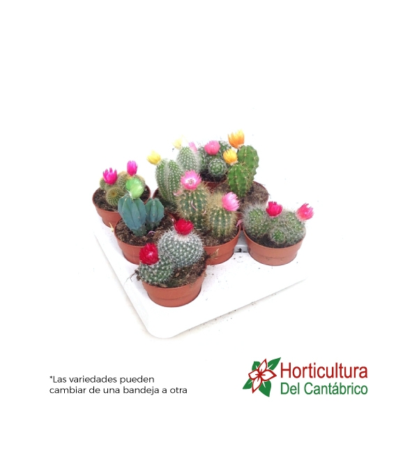 Cactus con flores