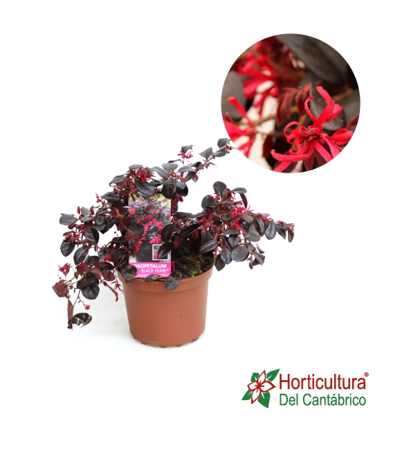 LOROPETALUM FIRE DANCE M25L
