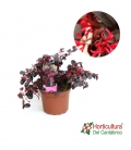 LOROPETALUM FIRE DANCE M25L