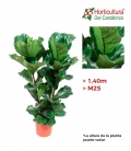 Ficus lyrata grande