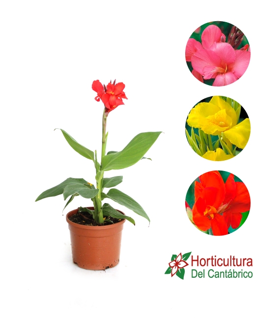 CANNA MIX M20