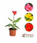 CANNA MIX M20