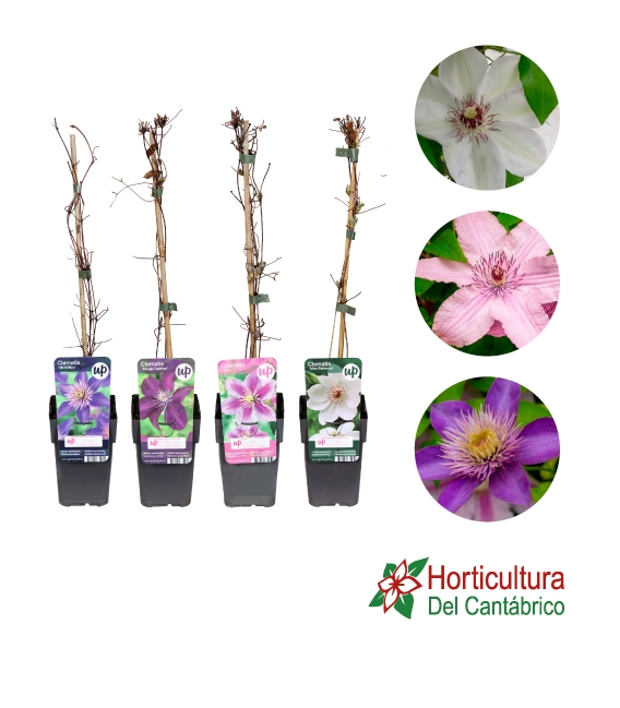 Planta de clematis