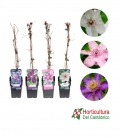 CLEMATIS M15