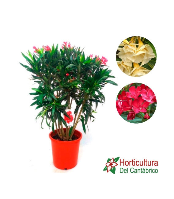 Adelfa o nerium oleander