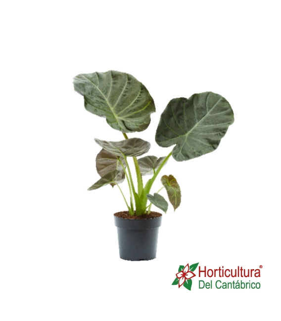 ALOCASIA REGAL SHIELD M32
