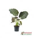 ALOCASIA REGAL SHIELD M32