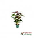 ANTHURIUM ESSENCIA M12