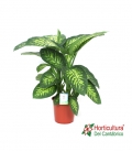 DIAEFENBACHIA MIX M21