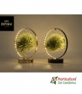 tillandsias base madera