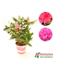RHODODENDRO M19