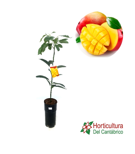 MANGO 5L