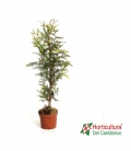 THUJA PLICATA ZEBRINA M17
