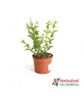 LIGUSTRUM M7
