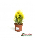 THUJA ORIENTALIS PIR AUREA M17