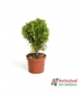 THUJA OCCIDENTALIS DANICA M17