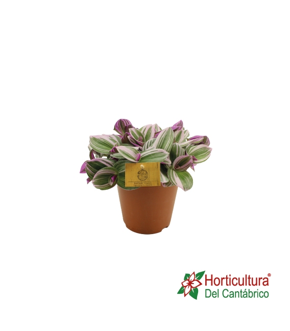 Tradescantia nanouk