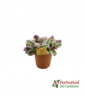 TRADESCANTIA NANOUK M12