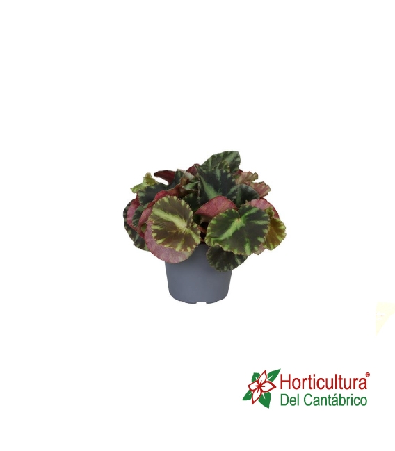 BEGONIA CLEOPATRE M7