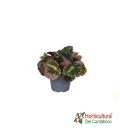 BEGONIA CLEOPATRE M6
