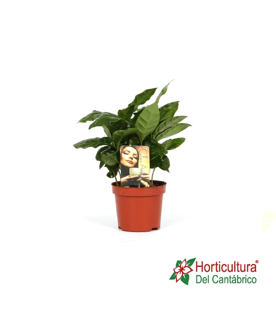 Planta del cafe