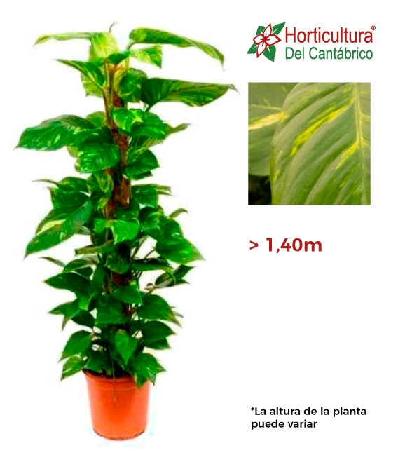 Potos de tutor de 1,50m