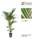 Kentia 1,40m