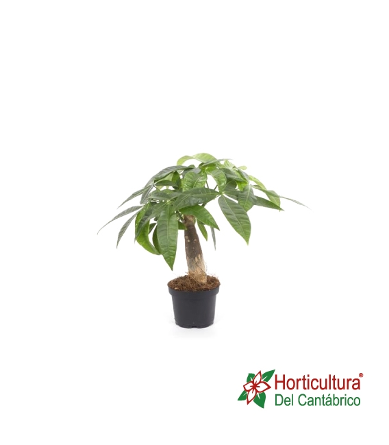 Pachira acuática mini