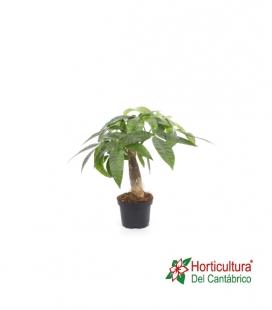 PACHIRA ACUATICA M9
