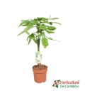 PACHIRA ACUATICA M17