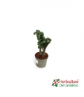 ZAMIOCULCAS ZENZI M13