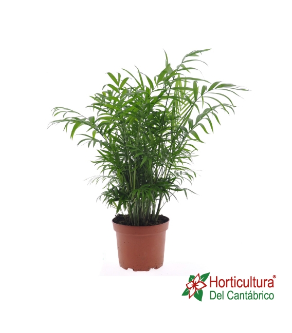 Planta de Chamaedorea