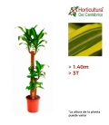 DRAC MASSAGEANA M24 3T