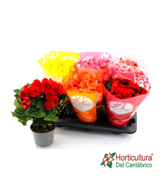 BEGONIA ELATIOR
