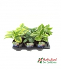 HOSTA M19