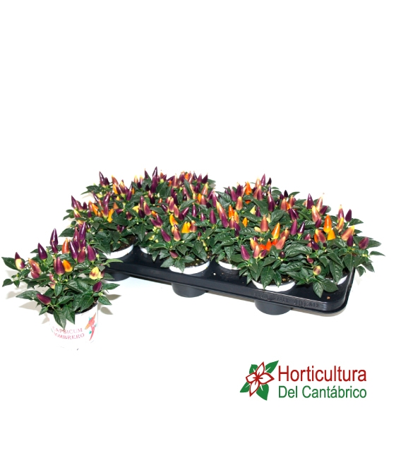 CAPSICUM M10