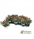 CAPSICUM M10