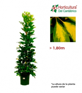 SCHEFLERA M33 (1,80m)