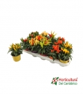 CAPSICUM M10