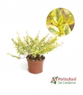 ABELIA GRANDIFLORA KALEIDOSKOPE M17