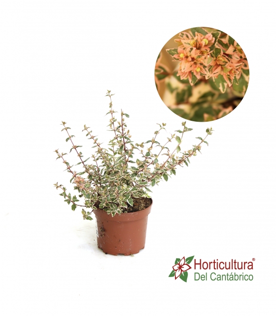 ABELIA GRANDIFLORA MAGIC DAYDREAM