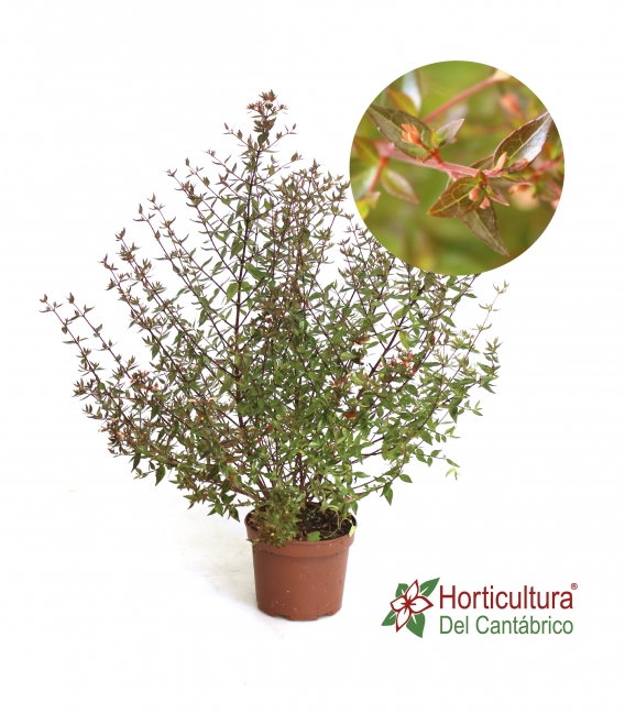 ABELIA GRANDIFLORA PROSTRATA M17