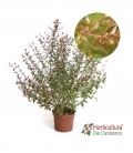 ABELIA GRANDIFLORA PROSTRATA M17