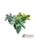 HOSTA M17